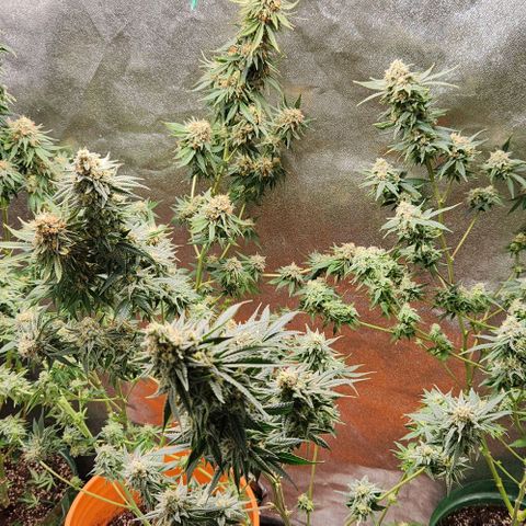Belle's Breath growlog timeline photo