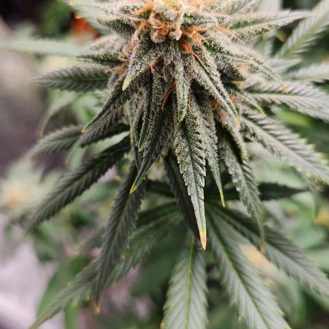 Belle's Breath growlog timeline photo