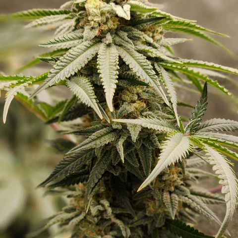 Belle's Breath growlog timeline photo