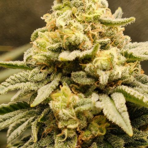 Belle's Breath growlog timeline photo