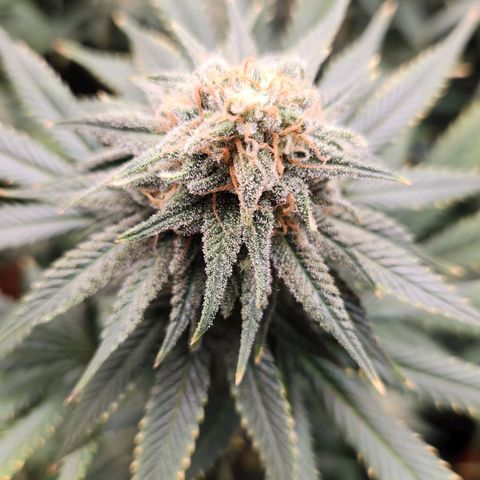 Belle's Breath growlog timeline photo