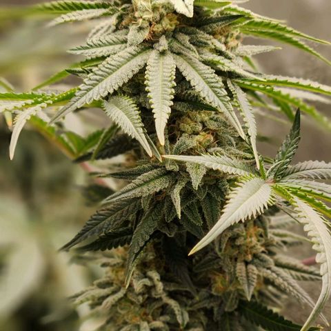 Belle's Breath growlog timeline photo