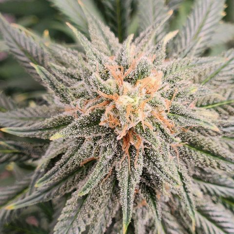 Belle's Breath growlog timeline photo
