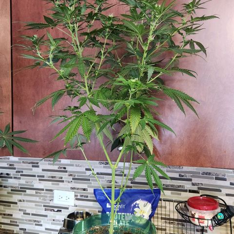 Belle's Breath growlog timeline photo