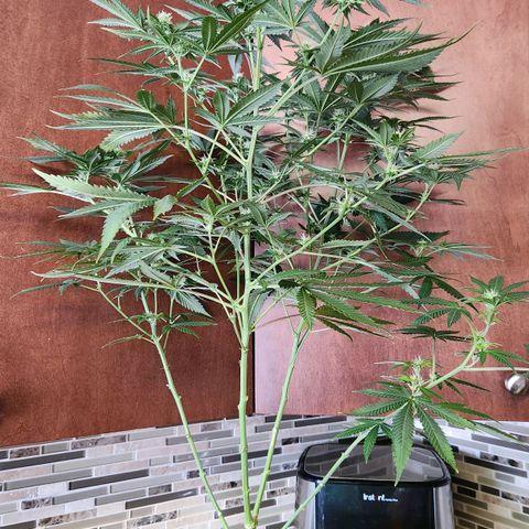 Belle's Breath growlog timeline photo