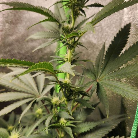 Belle's Breath growlog timeline photo