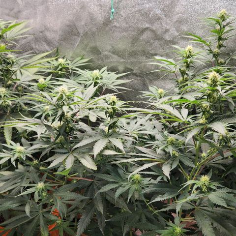 Belle's Breath growlog timeline photo