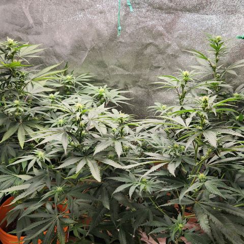 Belle's Breath growlog timeline photo