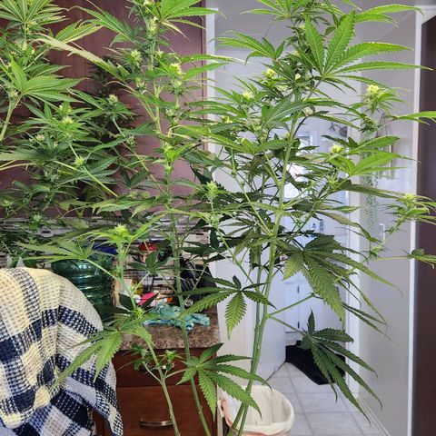 Belle's Breath growlog timeline photo