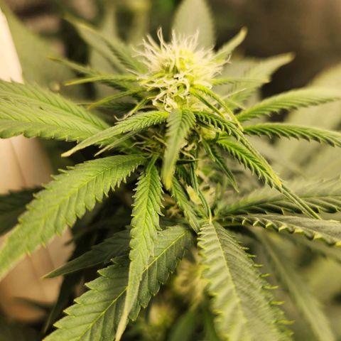 Belle's Breath growlog timeline photo