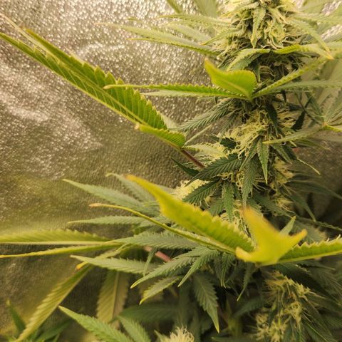 Belle's Breath growlog timeline photo