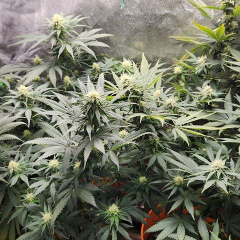 Belle's Breath growlog timeline photo