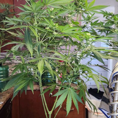 Belle's Breath growlog timeline photo