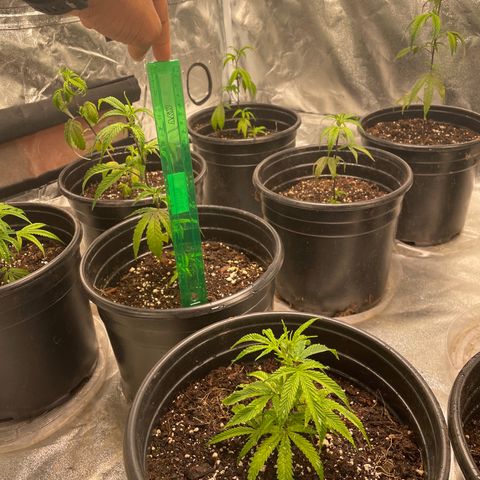 Unknown strain growlog timeline photo