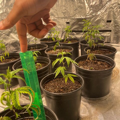 Unknown strain growlog timeline photo