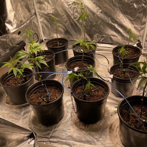 Unknown strain growlog photo: First trim 