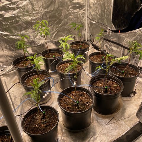 Unknown strain growlog photo: First trim 