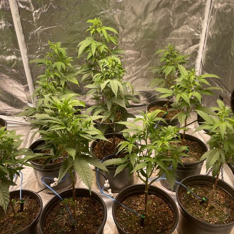 Unknown strain growlog timeline photo