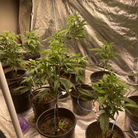 Unknown strain growlog timeline photo