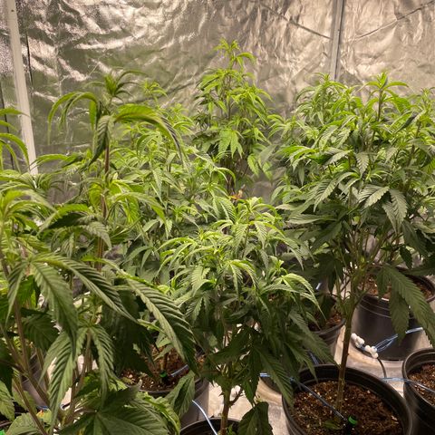 Unknown strain growlog timeline photo