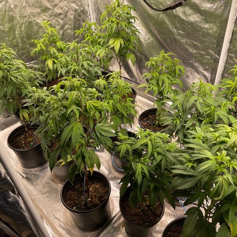 Unknown strain growlog timeline photo