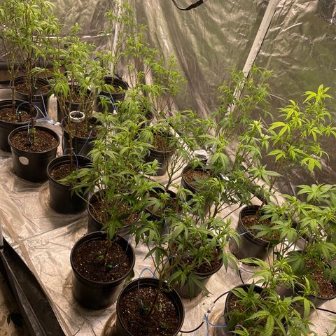 Unknown strain growlog photo: 1st trim during flowering 