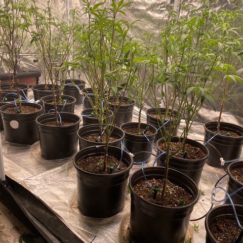Unknown strain growlog photo: 1st trim during flowering 