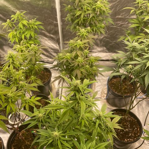 Unknown strain growlog timeline photo