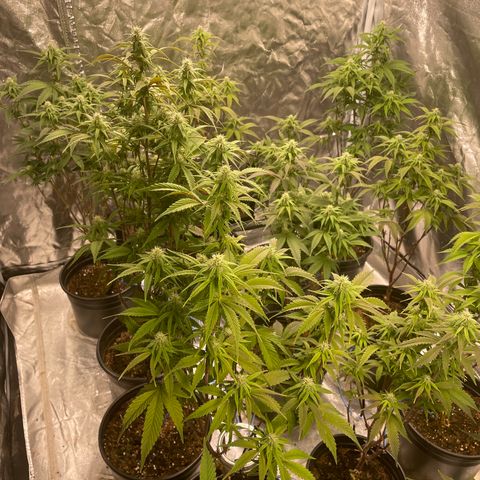 Unknown strain growlog timeline photo