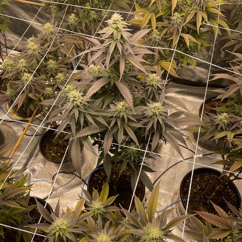 Unknown strain growlog timeline photo