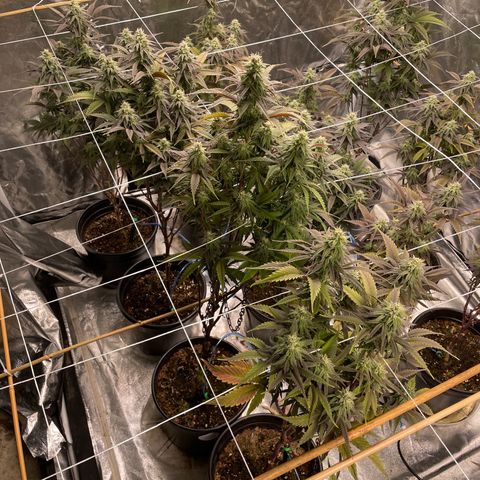Unknown strain growlog timeline photo