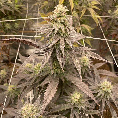 Unknown strain growlog photo: Week 8