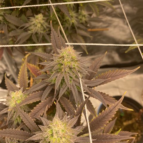 Unknown strain growlog photo: Week 8