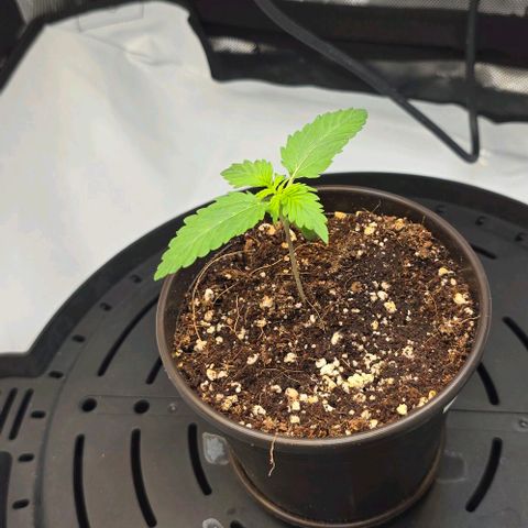 Royal 1 growlog timeline photo