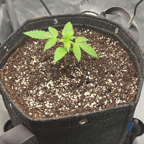Royal 1 growlog photo: Umpflanzen war schon root bound