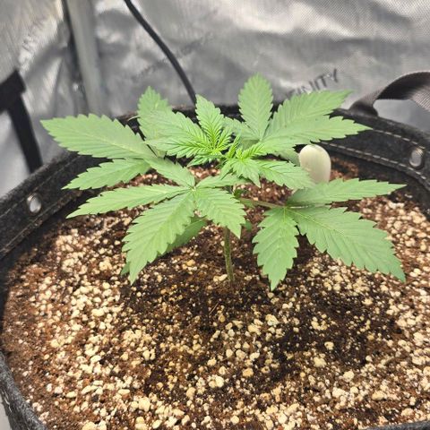 Royal 1 growlog timeline photo