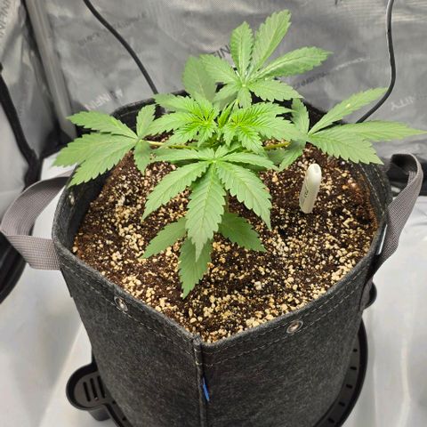 Royal 1 growlog timeline photo