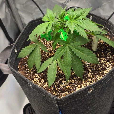 Royal 1 growlog timeline photo