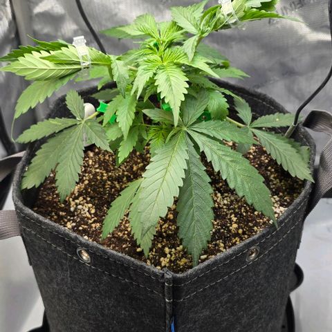 Royal 1 growlog timeline photo