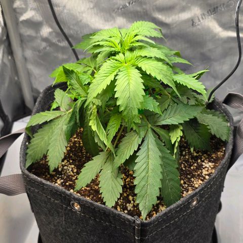 Royal 1 growlog timeline photo