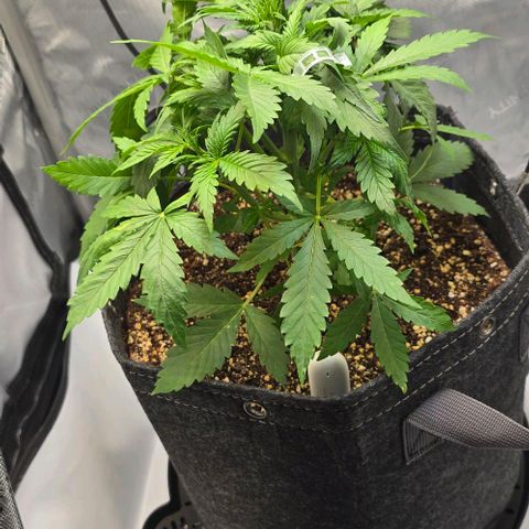 Royal 1 growlog timeline photo