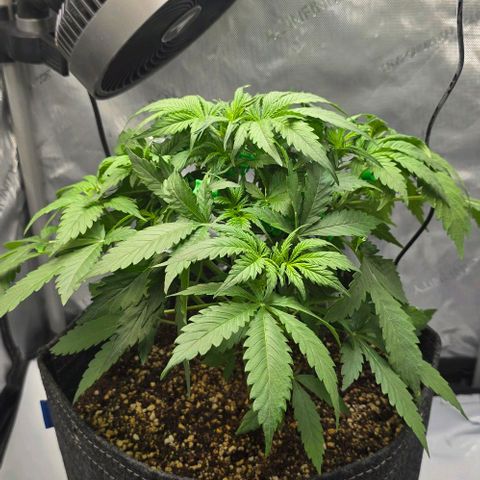 Royal 1 growlog timeline photo