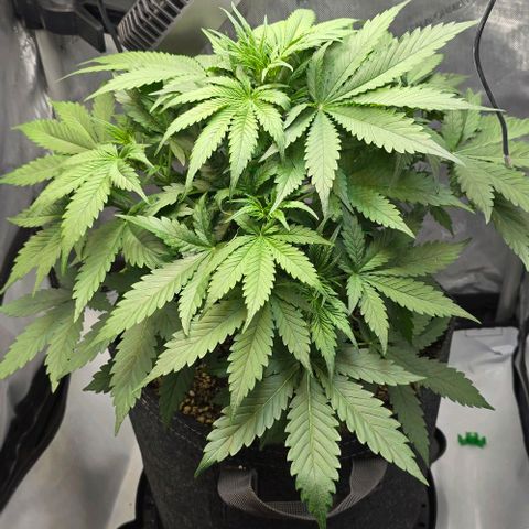 Royal 1 growlog timeline photo