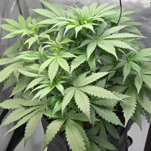 Royal 1 growlog timeline photo