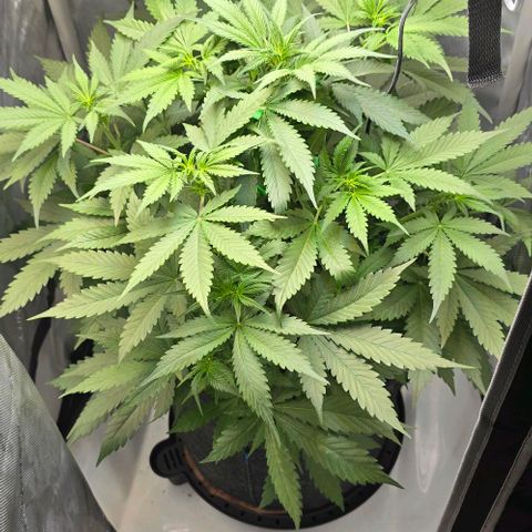 Royal 1 growlog timeline photo
