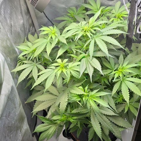 Royal 1 growlog timeline photo