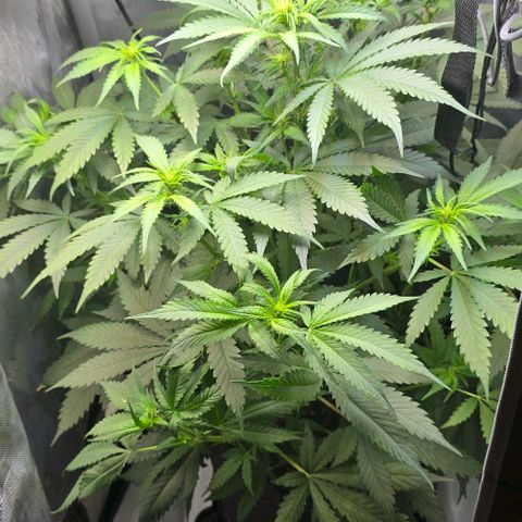 Royal 1 growlog timeline photo