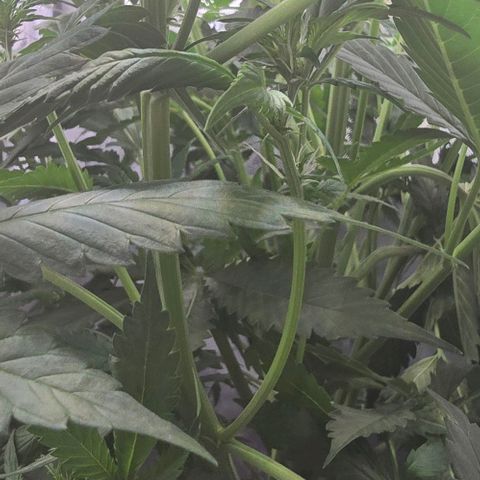 Royal 1 growlog timeline photo