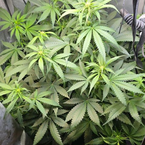 Royal 1 growlog timeline photo