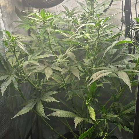 Royal 1 growlog timeline photo